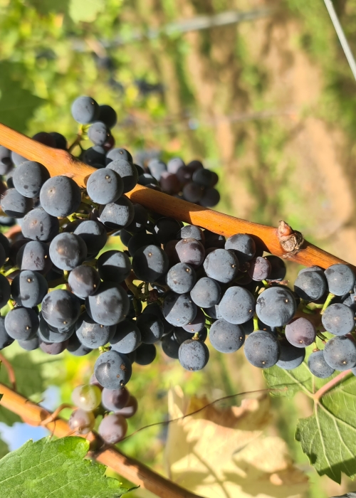 Pinot Kors 20260901 120858